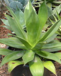 Agave warelliana