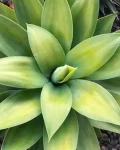 Agave wendtii