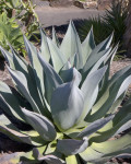 Agave wercklei