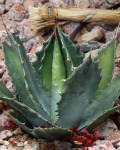 Agave wocomahi