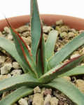 Agave x arizonica
