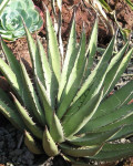 Agave x glomeruliflora