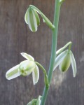 Albuca Maxima