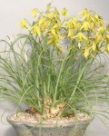 Albuca Namaquensis