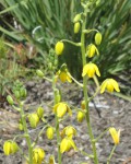 Albuca Shawii