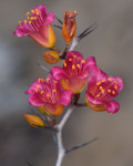 Alluaudiopsis