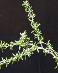 Alluaudiopsis Marnieriana