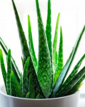 Aloe