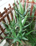 Aloe Aaegeodonta