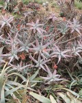 Aloe Acutissima