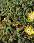 Aloinopsis Acuta