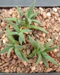 Aloinopsis acuta