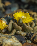 Aloinopsis loganii
