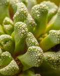 Aloinopsis luckhoffii
