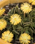 Aloinopsis malherbei