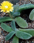 Aloinopsis peersii