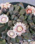 Aloinopsis rosulata
