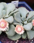 Aloinopsis Rosulata