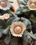 Aloinopsis rubrolineata