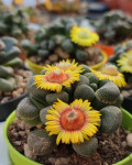 Aloinopsis schooneesii