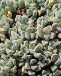 Aloinopsis setifera