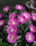 Aloinopsis spathulata