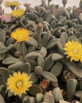 Aloinopsis thudichumii