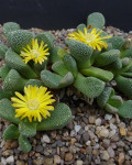 Aloinopsis villetii