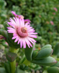 Amphibolia