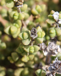 Amphibolia rupis-arcuatae