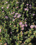 Amphibolia succulenta
