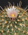 Ancistrocactus