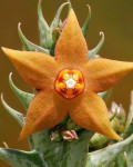 Angolluma