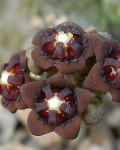 Anomalluma
