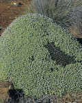 Antimima androsacea