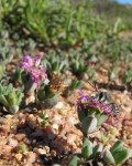Antimima brevicollis
