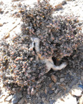 Antimima buchubergensis