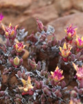 Antimima condensa