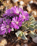 Antimima dualis