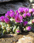 Antimima fenestrata