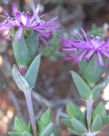 Antimima gracillima