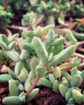Antimima granitica