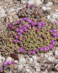 Antimima lawsonii