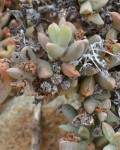 Antimima modesta