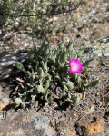 Antimima peersii