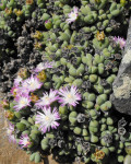 Antimima perforata