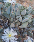 Antimima pilosula