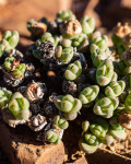 Antimima pumila