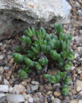 Antimima pygmaea