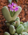 Antimima turneriana